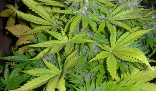 Marihuana – Annahme einer „geringen Menge“