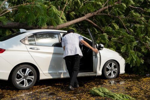 Verkehrsunfallhaftung: Beifahrerverletzung durch umstürzenden Baum
