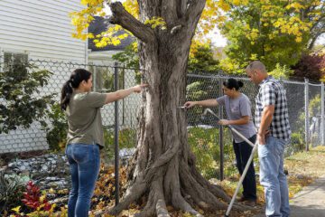 Muss Nachbar Baumwurzeln vom Nachbargrundstück entfernen, wenn Äste bleiben?
